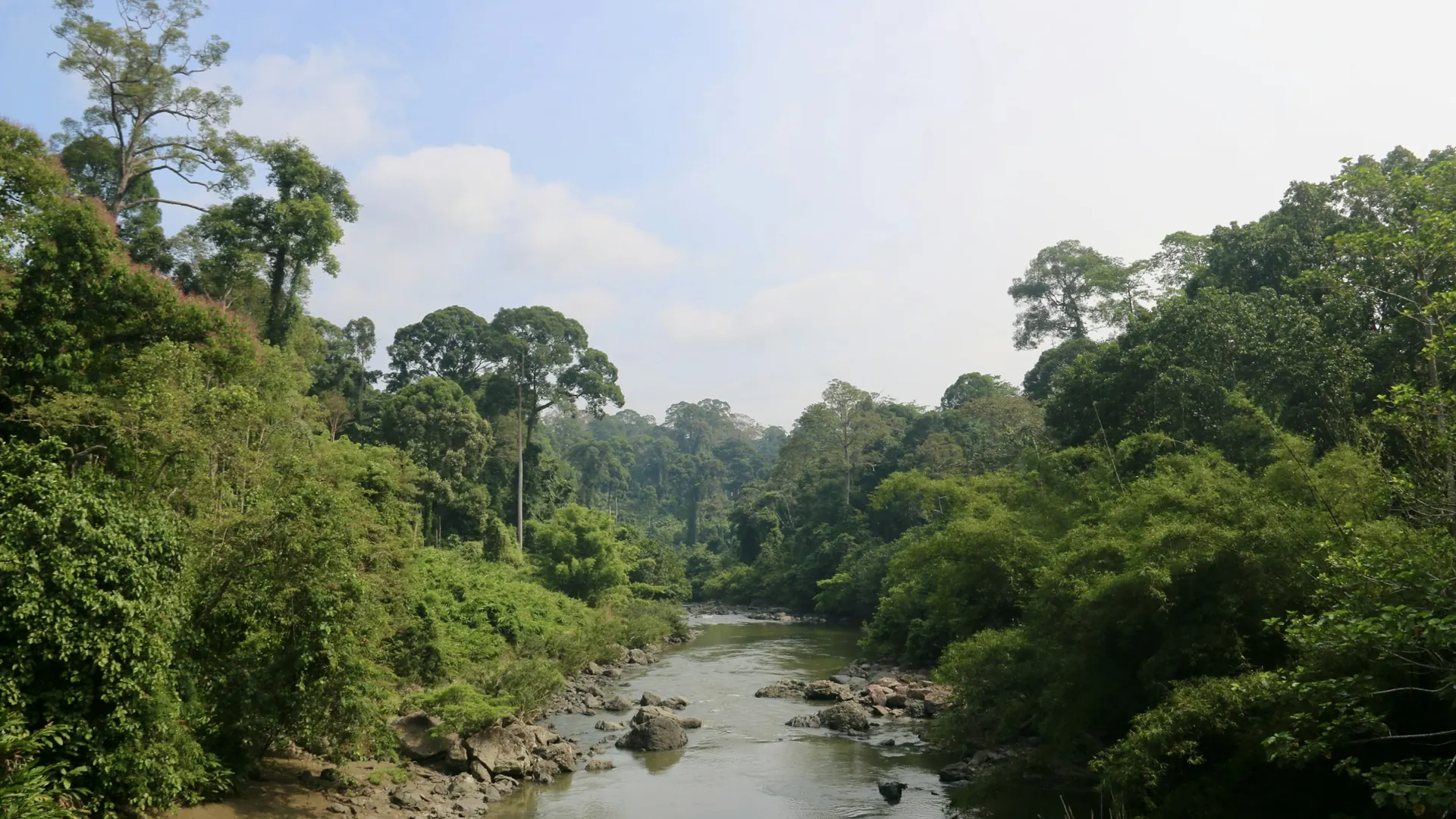 River winding through dense Bornean rainforest