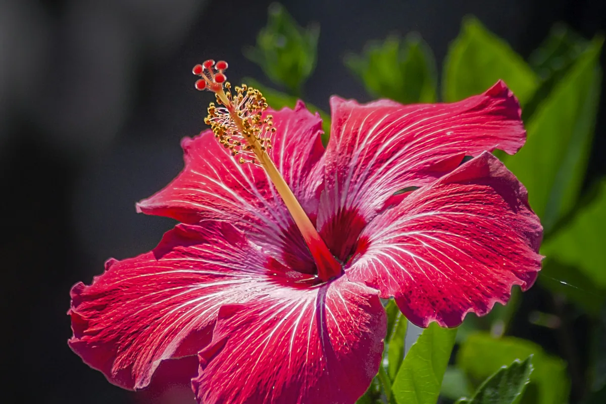 Red hibiscus, the bunga raya, one of the most popular Malaysian tattoo designs